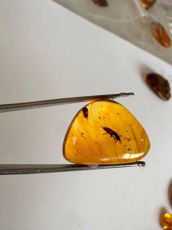 Burmese Amber with 2 beetles-Tasmanian Jewellery and gemstones-Rare and Beautiful