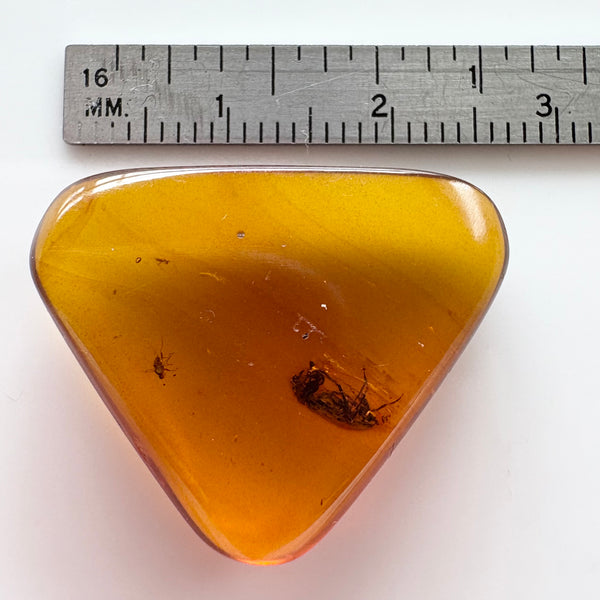 Amber with earwig included-Tasmanian Jewellery and gemstones-Rare and Beautiful