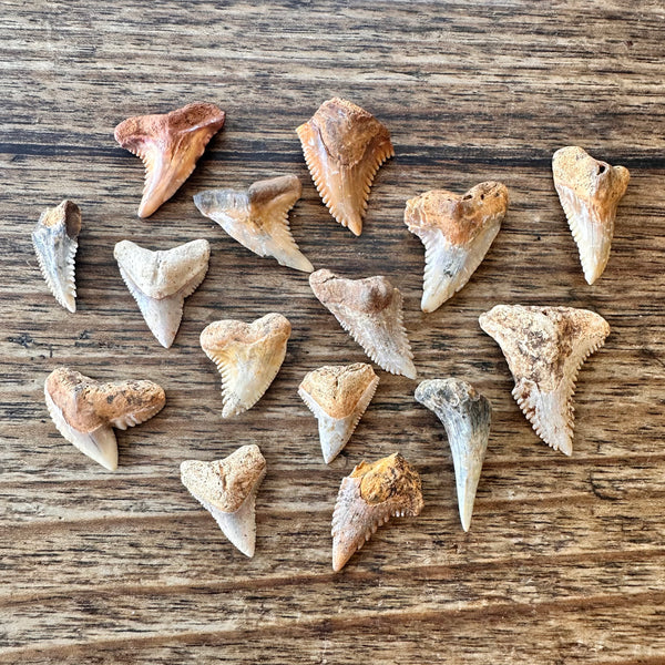 15 Fossil Shark Teeth-Tasmanian Jewellery and gemstones-Rare and Beautiful