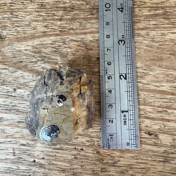 Fossil wood Coles Bay-Tasmanian Jewellery and gemstones-Rare and Beautiful