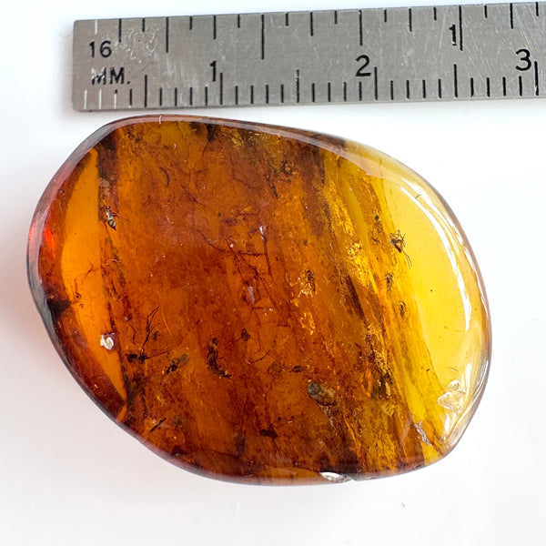 Amber with earwig included-Tasmanian Jewellery and gemstones-Rare and Beautiful