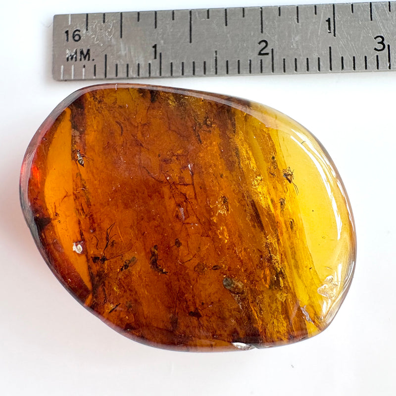 Amber with earwig included-Tasmanian Jewellery and gemstones-Rare and Beautiful