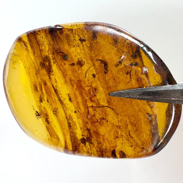 Amber with earwig included-Tasmanian Jewellery and gemstones-Rare and Beautiful