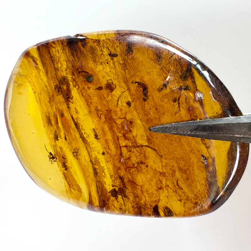 Amber with earwig included-Tasmanian Jewellery and gemstones-Rare and Beautiful