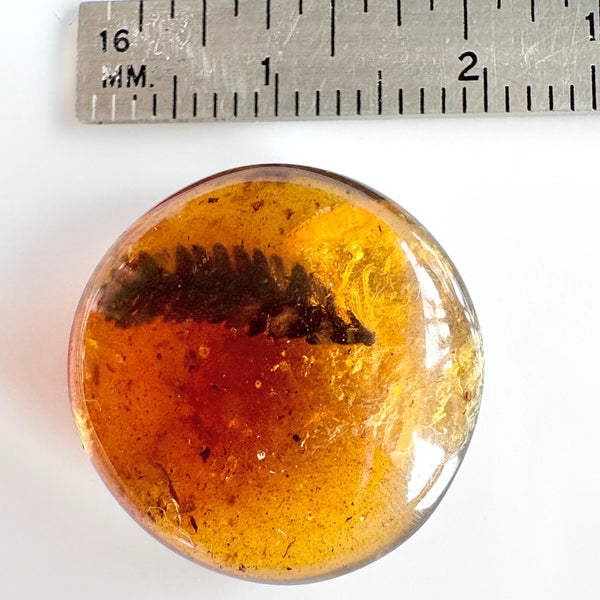 Amber with earwig included-Tasmanian Jewellery and gemstones-Rare and Beautiful