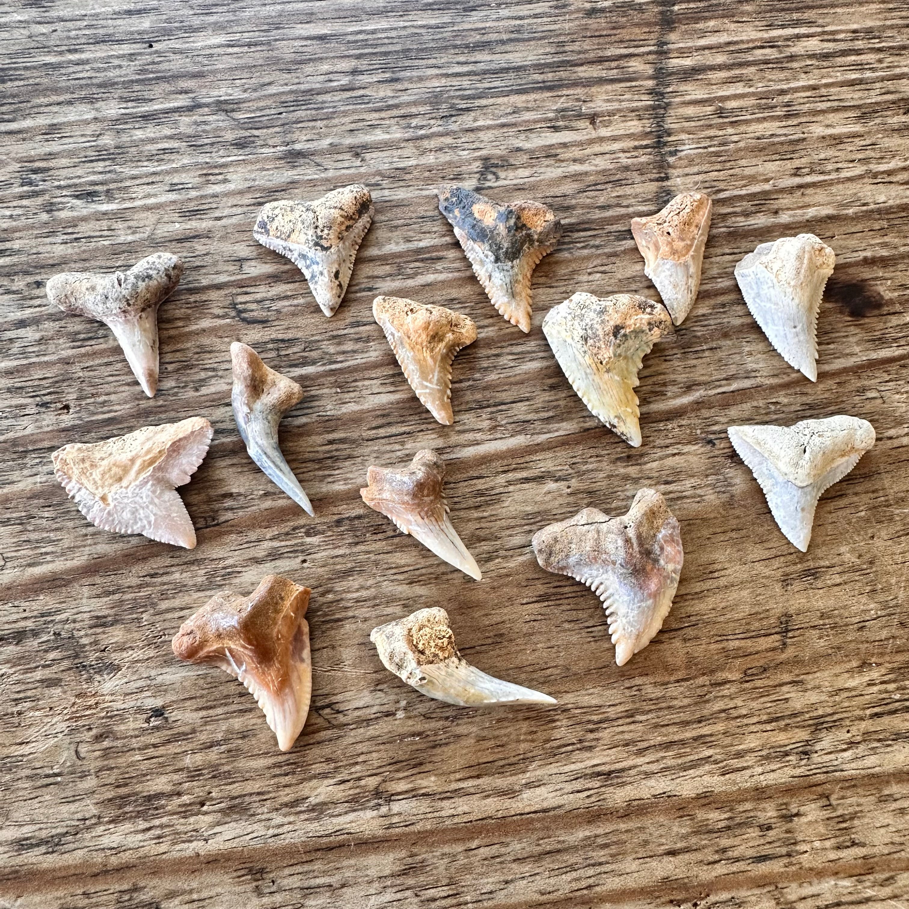14 Fossil Shark Teeth – Rare and Beautiful