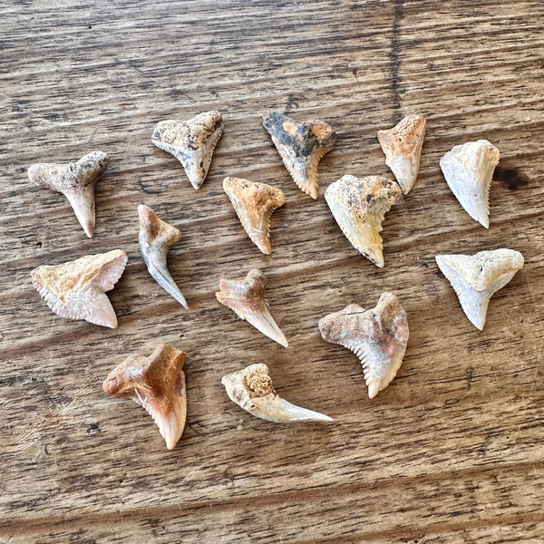 14 Fossil Shark Teeth-Tasmanian Jewellery and gemstones-Rare and Beautiful