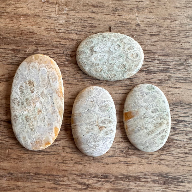 Fossil Coral x4-Tasmanian Jewellery and gemstones-Rare and Beautiful