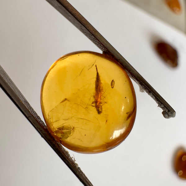 Burmese Amber with strange fly inclusion-Tasmanian Jewellery and gemstones-Rare and Beautiful