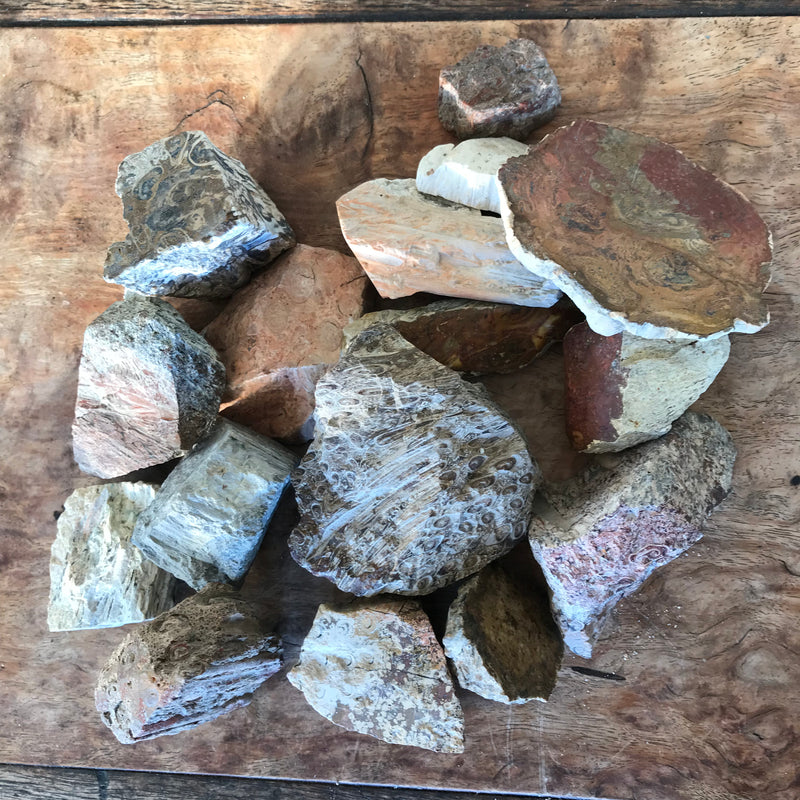 16 Pieces of Tasmanian Fossil Fern-Tasmanian Jewellery and gemstones-Rare and Beautiful