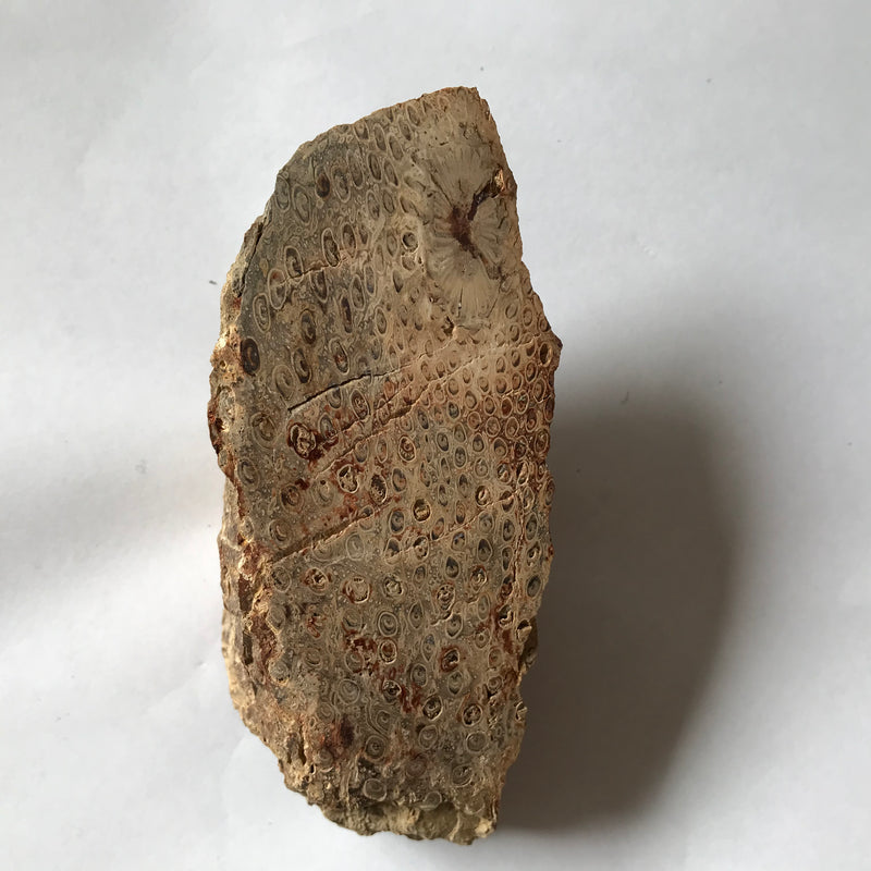 Megaphyton Tree Fossil Tree fern – Rare and Beautiful