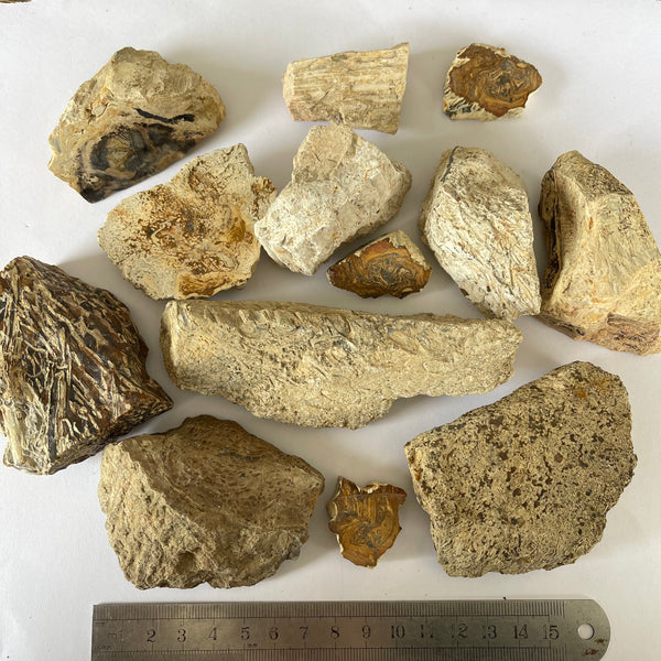 13 Pieces of Tasmanian Fossil Fern-Tasmanian Jewellery and gemstones-Rare and Beautiful
