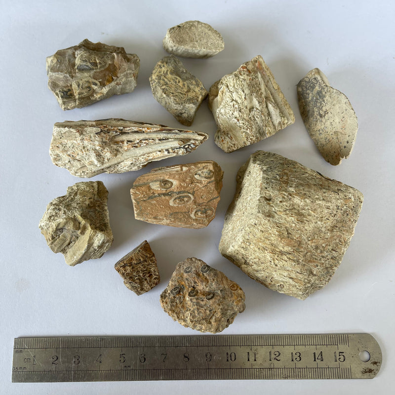 11 Pieces of Tasmanian Fossil Fern-Tasmanian Jewellery and gemstones-Rare and Beautiful