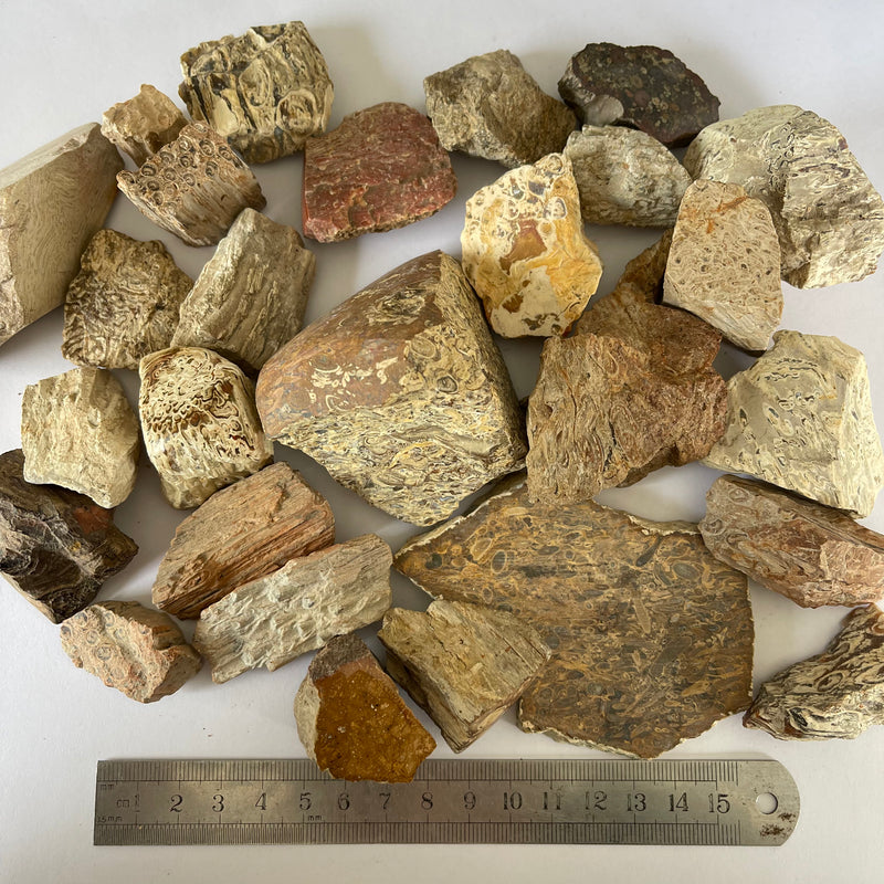 27 Pieces of Tasmanian Fossil Fern-Tasmanian Jewellery and gemstones-Rare and Beautiful