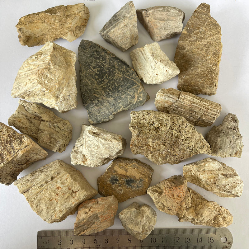 20 Pieces of Tasmanian Fossil Fern-Tasmanian Jewellery and gemstones-Rare and Beautiful