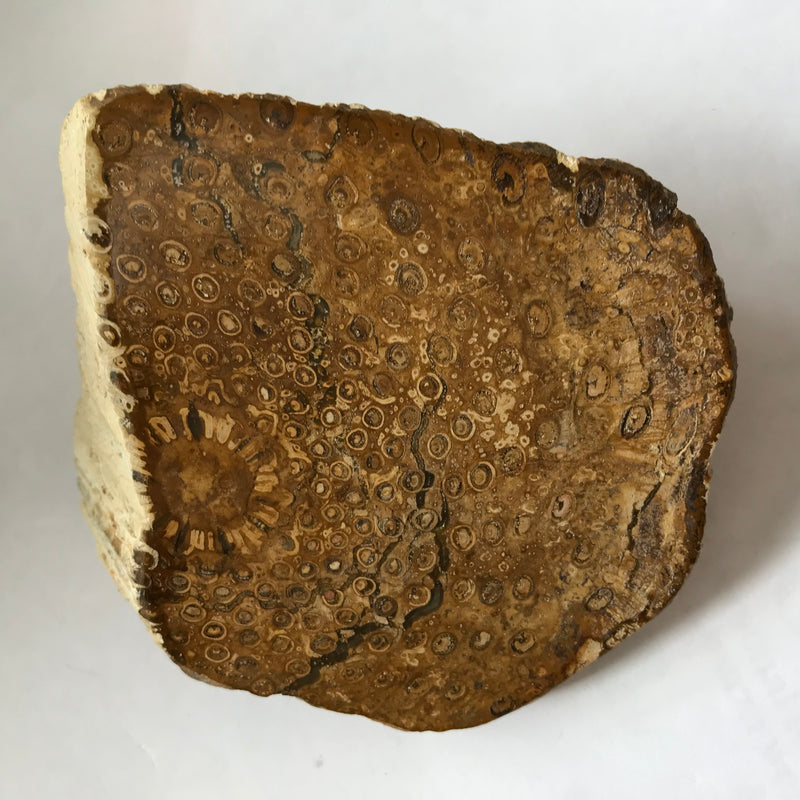 Megaphyton Tree Jurassic Fossil Tree Fern – Rare and Beautiful