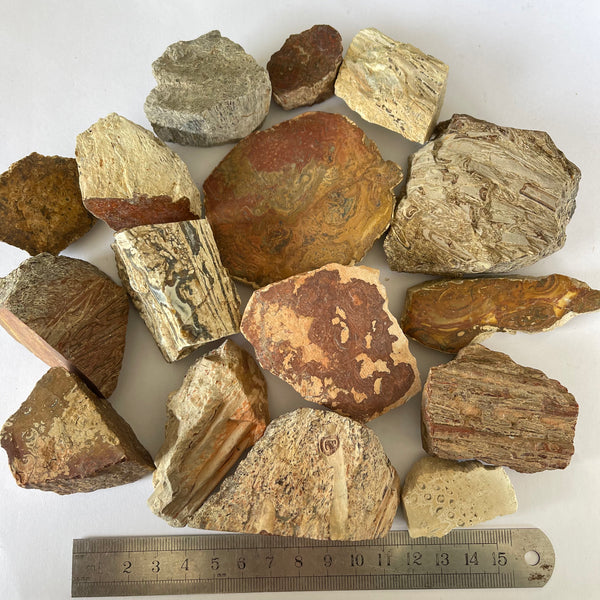 16 Pieces of Tasmanian Fossil Fern-Tasmanian Jewellery and gemstones-Rare and Beautiful