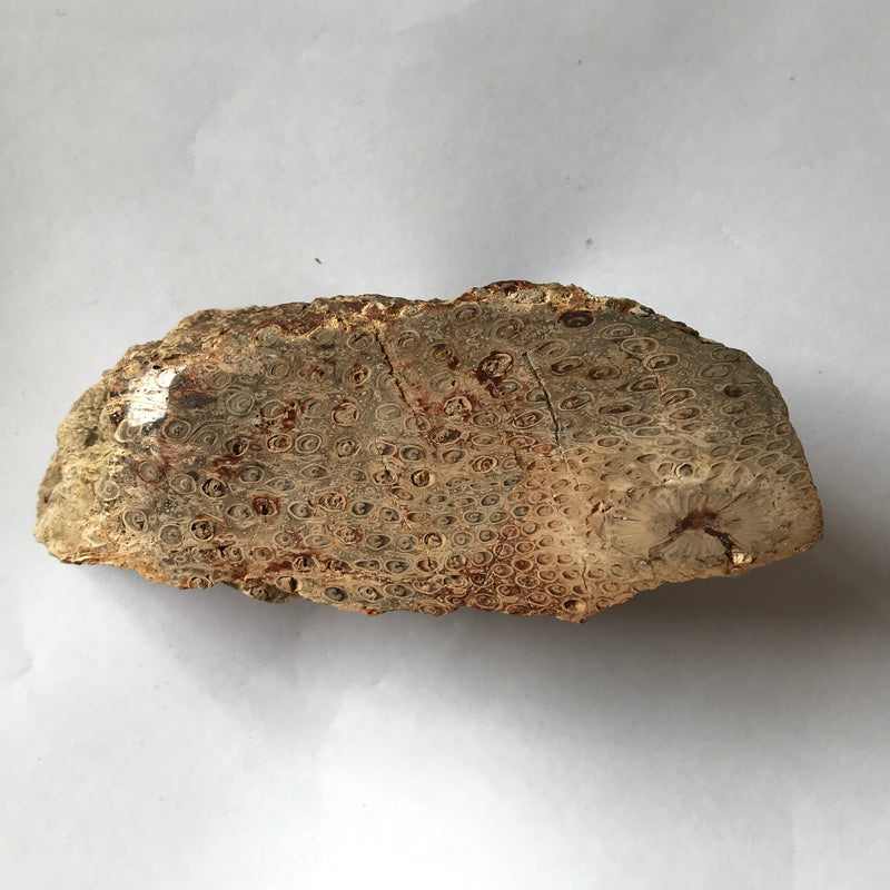 Megaphyton Tree Fossil Tree fern – Rare and Beautiful