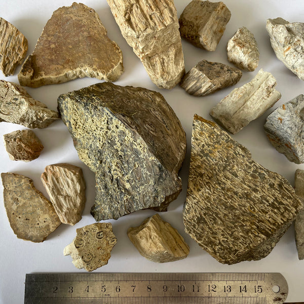 18 Pieces of Tasmanian Fossil Fern-Tasmanian Jewellery and gemstones-Rare and Beautiful
