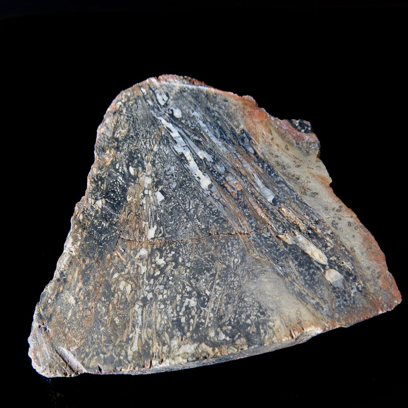 Rare Tasmanian Fossil Fern