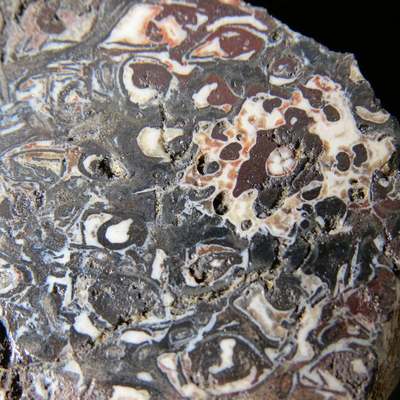 Fossil Fern found in Queensland