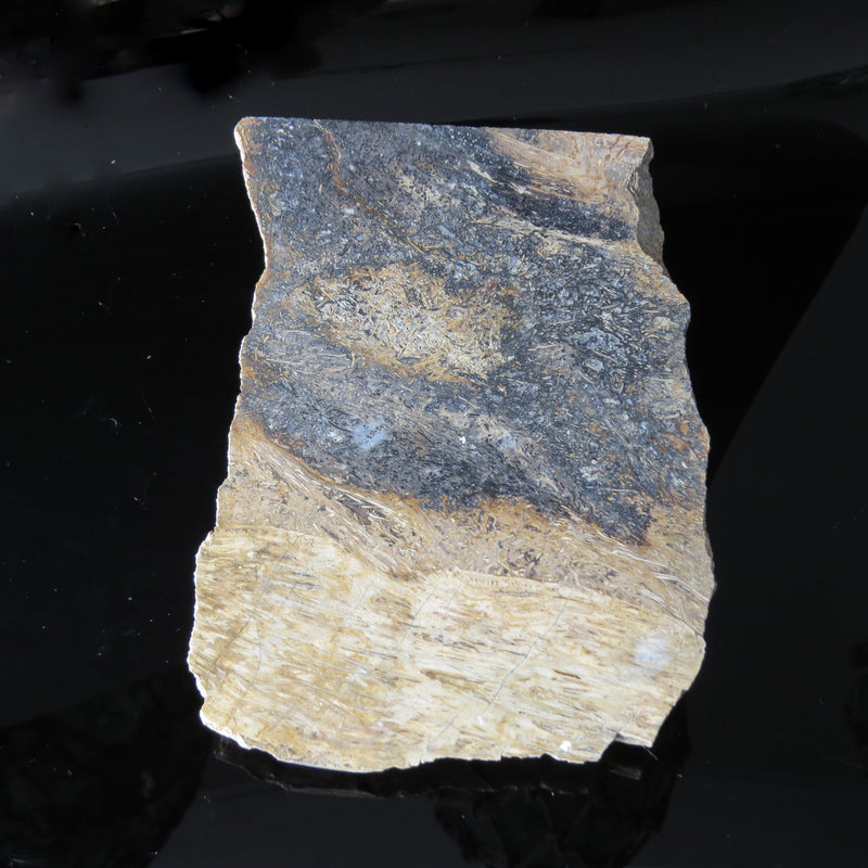 Fossil Fern from Tasmania