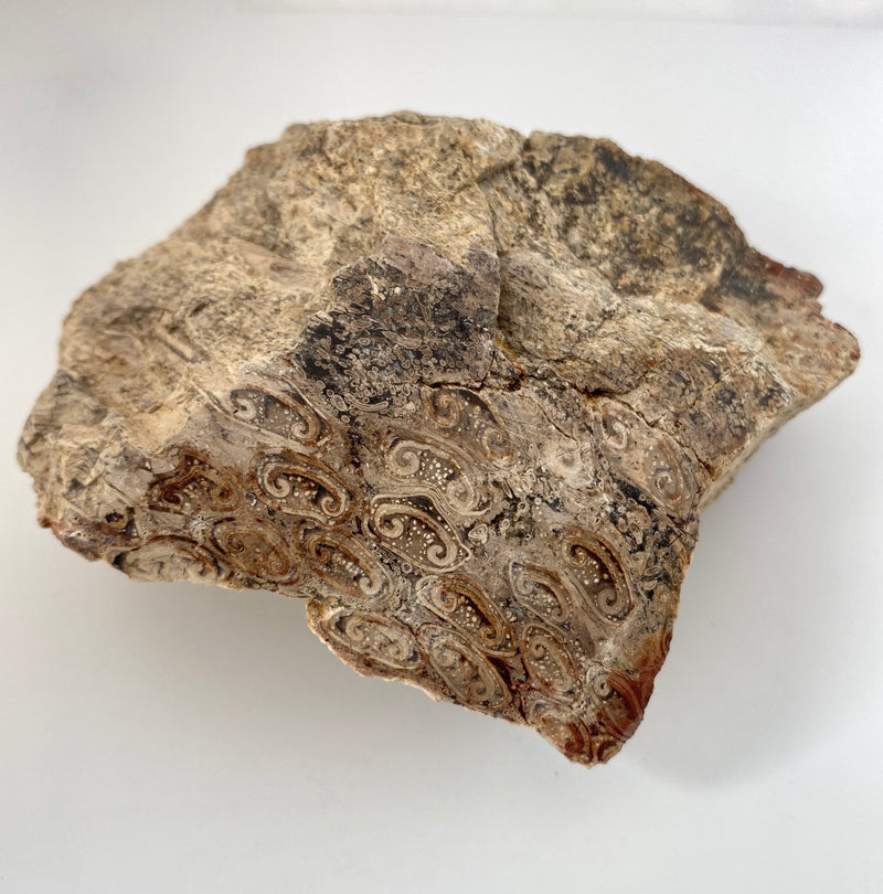 Tasmanian Fossil Fern found by Rare and Beautiful