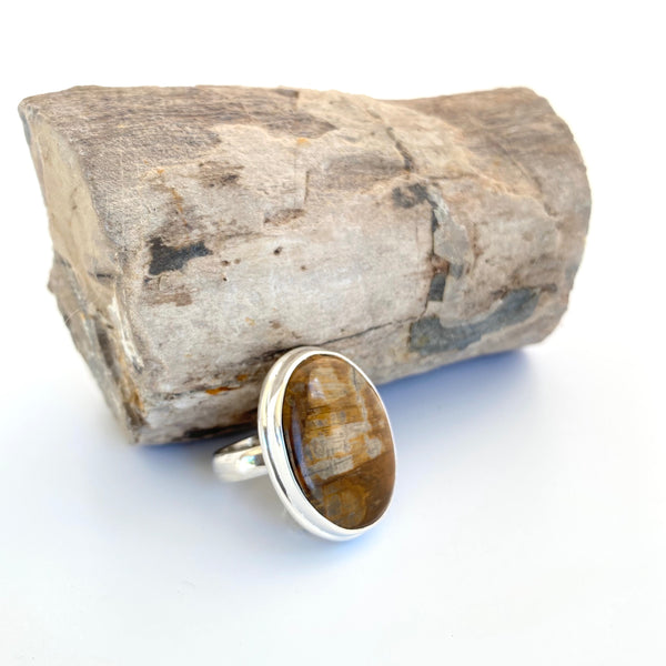 fossil wood ring 