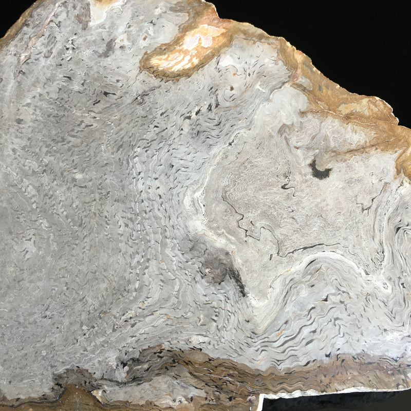 Coles Bay wood fossil
