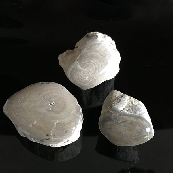 Triassic Lune River branch pieces