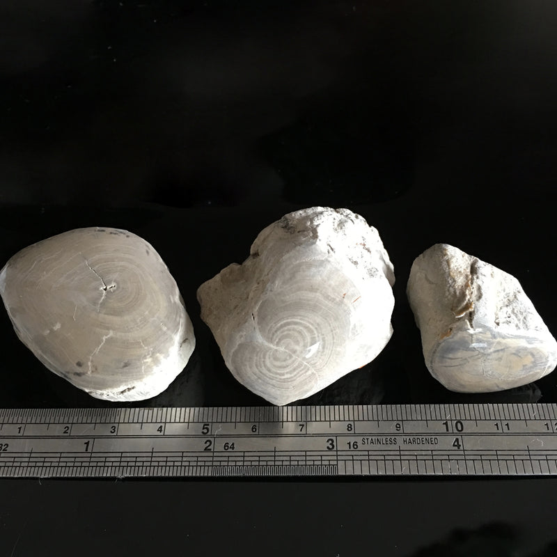 Triassic Lune River branch pieces