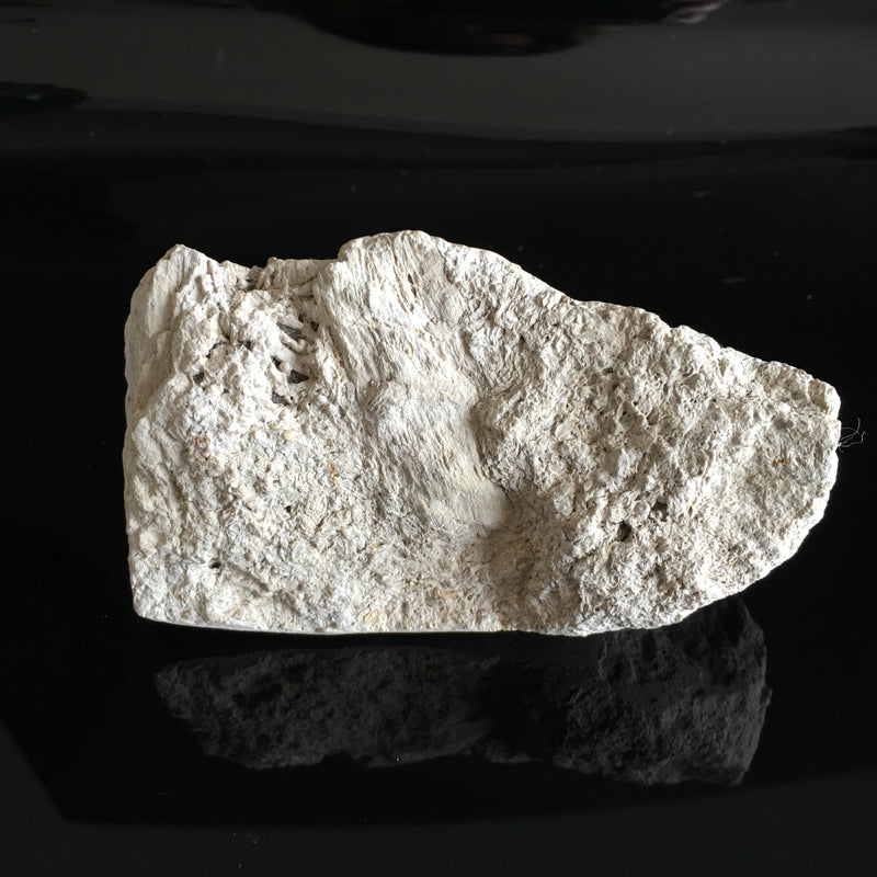 Rare Tasmanian Fossil
