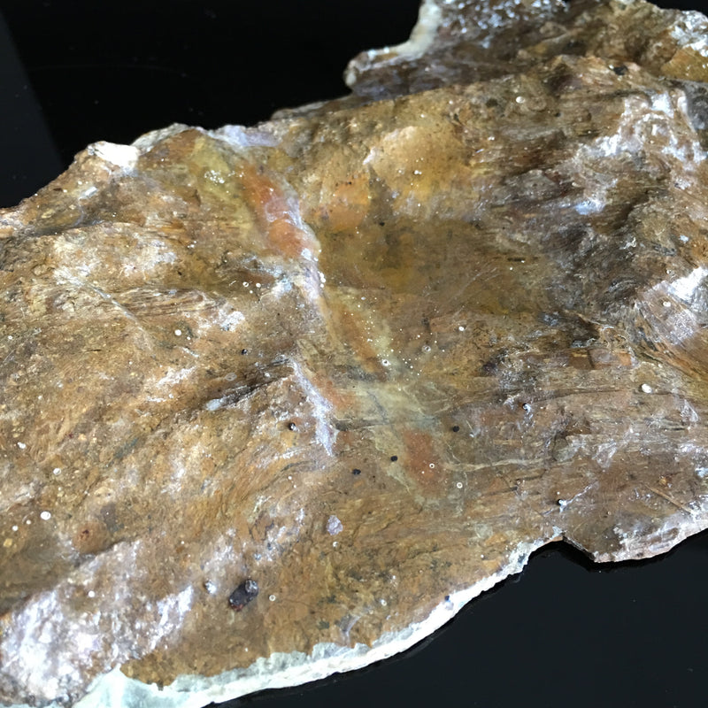 Tasmanian fossil