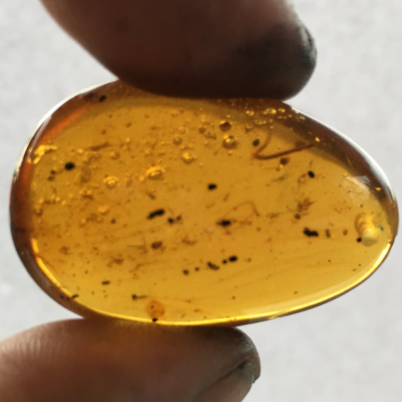 Burmese Amber with millipede and flies