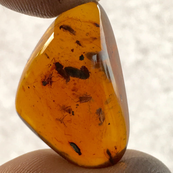 Burmese Amber with insect inclusions