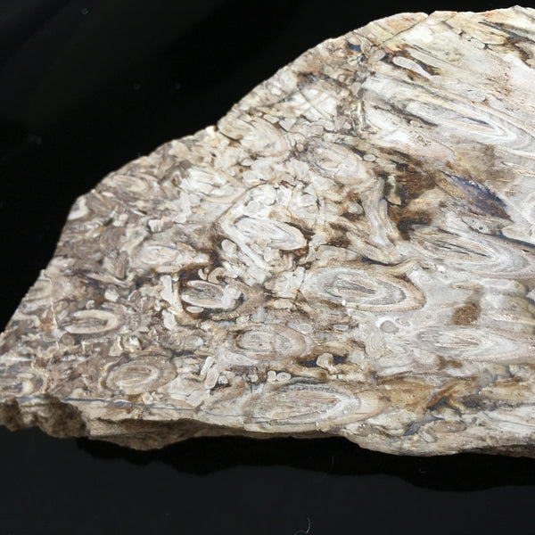 Rare Tasmanian fossil fern
