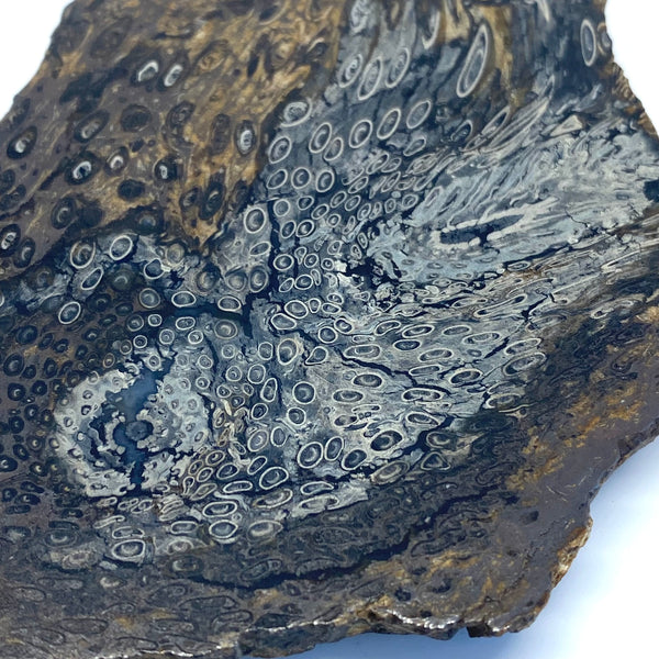 Fossil Tree Fern-Tasmanian Jewellery and gemstones-Rare and Beautiful