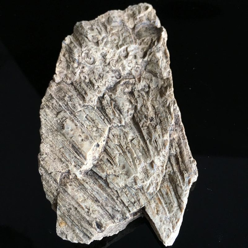 Fossil Fern from Southern Tasmania