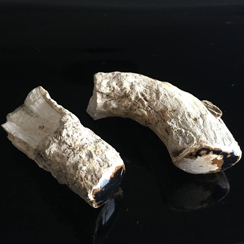 Rare Tasnanian fossils