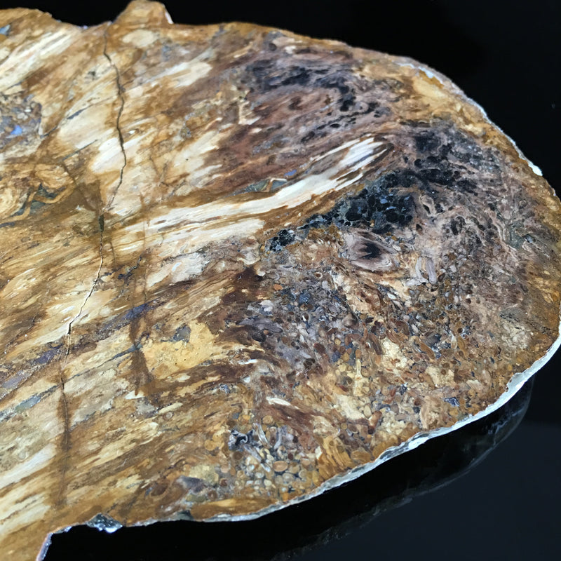 Tasmanian Fossil fern