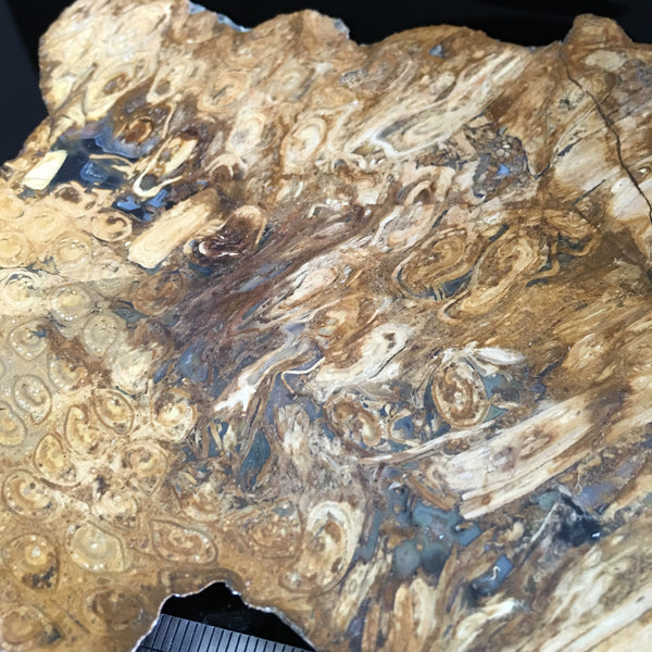 Rare Tasmanian Fossil from Lune River
