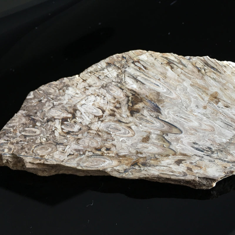 Tasmanian Fossil
